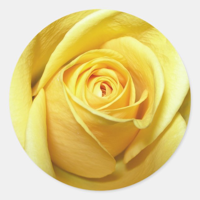 pegatina rosa amarillo (Anverso)