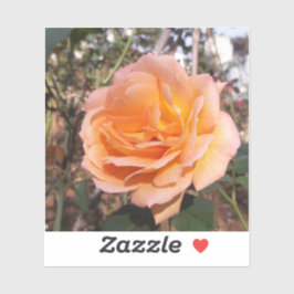 Pegatina Rosa naranja