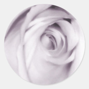 pegatina rosa púrpura