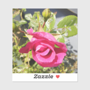 Pegatina Rosa Rosa #2