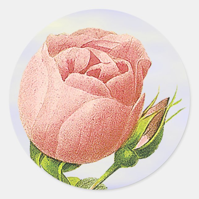 Pegatina rosado botánico de Rosebud (Anverso)