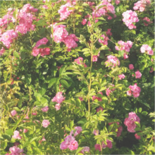 Pegatina Rosas rosas rosas en flor