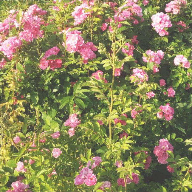 Pegatina Rosas rosas rosas en flor (Anverso)