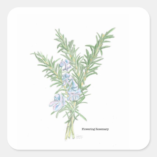 Pegatina Rosemary florida (Anverso)