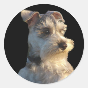 Pegatina Schnauzer en miniatura