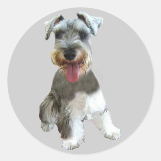 Pegatina Schnauzer en miniatura (Anverso)