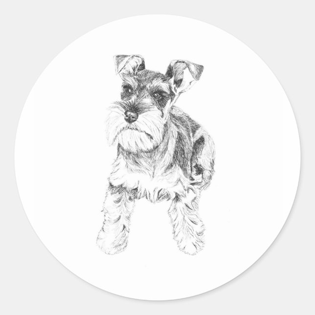 Pegatina Schnauzer en miniatura (Anverso)