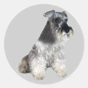 Pegatina Schnauzer en miniatura