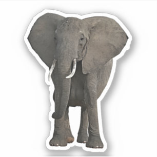 Pegatina Selva africana de Elefantes Safari Arte sobre la f