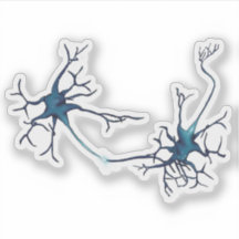 Sinapsis entre neuronas, neuronas neurocientíficas
