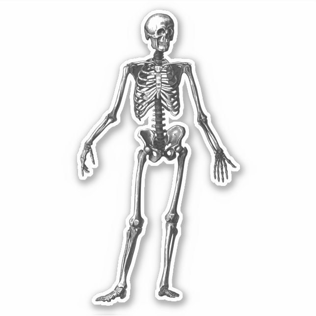 Pegatina Skeleton (Anverso)