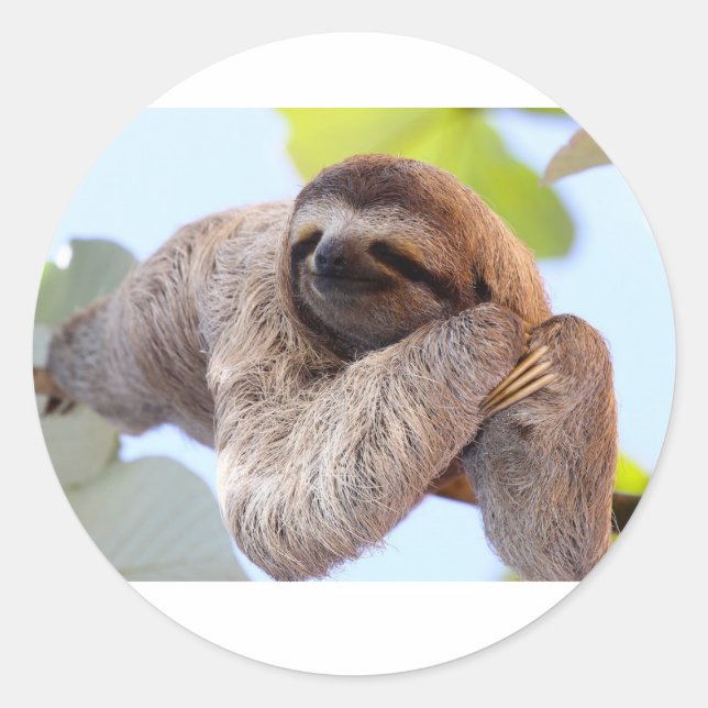 Pegatina Sloth (Anverso)