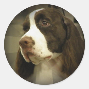 Pegatina Springer Spaniel