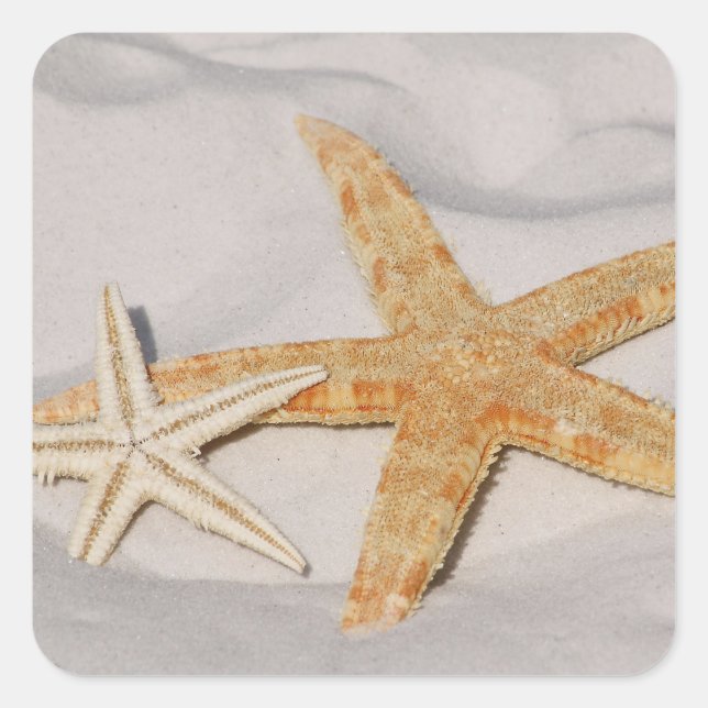 Pegatina Starfish (Anverso)
