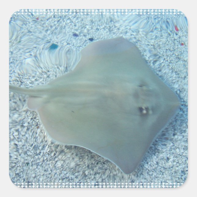 Pegatina Stingray de agua dulce (Anverso)