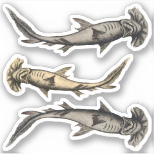 Pegatina Tiburones Hammerhead