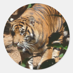 Pegatina Tiger