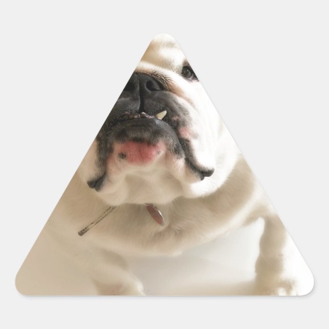 Pegatina Triangular Bulldog muy lindo (Anverso)