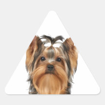 Cachorro de Yorkshire Terrier