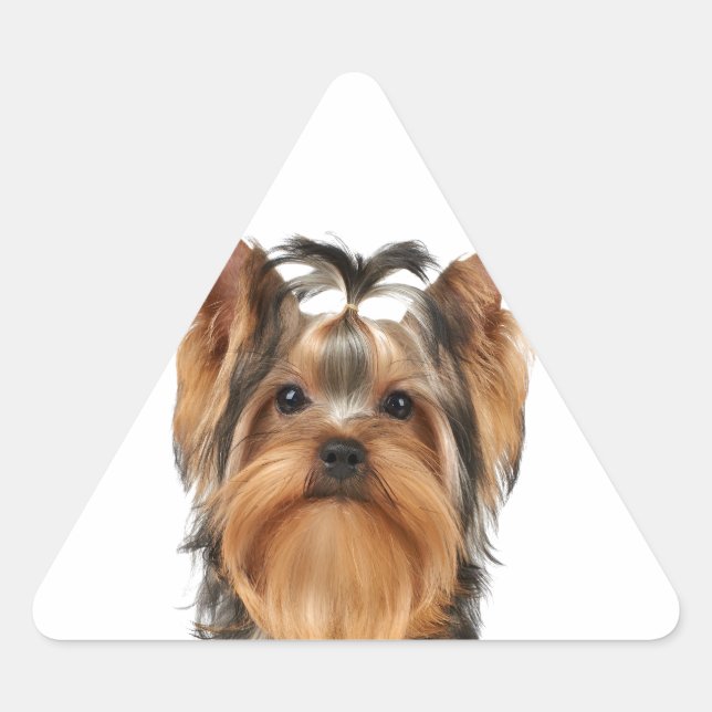 Pegatina Triangular Cachorro de Yorkshire Terrier (Anverso)
