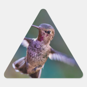 Pegatina Triangular Colibrí