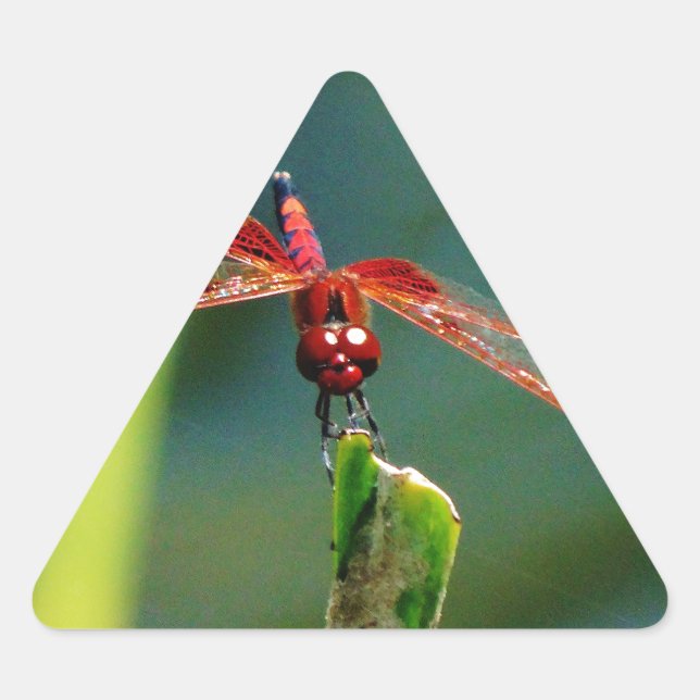 Pegatina Triangular Dragonfly Frontal Rojo y Negro (Anverso)