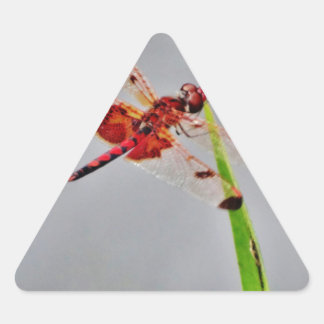 PEGATINA TRIANGULAR DSC00029.JPG