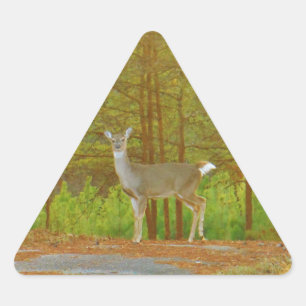 PEGATINA TRIANGULAR DSCF4041.JPG