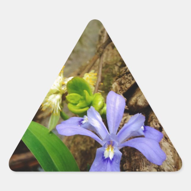 Pegatina Triangular Enanos enanos Iris flor azul morada blanca (Anverso)