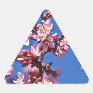 Pegatina Triangular Flores de cerezo sakura tocan el azul