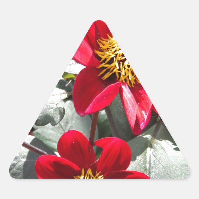 Pegatina Triangular flores de margarita rosada roja / margarita (Anverso)