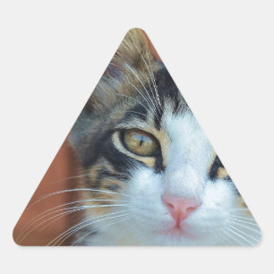 Pegatina Triangular Gato dulce con ojos encantadores