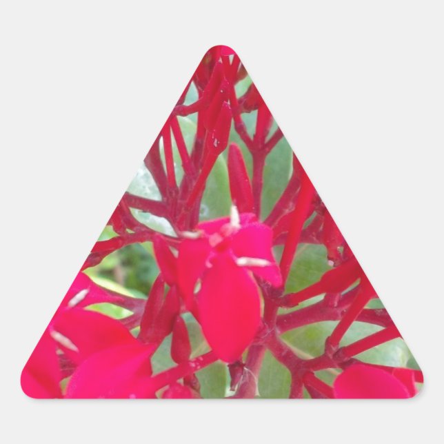 Pegatina Triangular Hermoso caleidoscopio de algodoncillo rojo colorid (Anverso)
