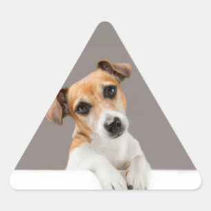 Pegatina Triangular Jack Russell Puppy Sweet Cute Baby Puppy