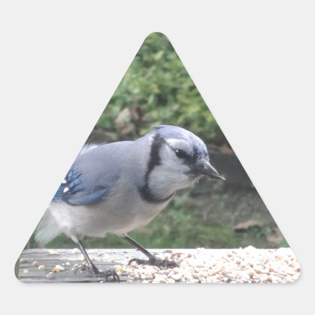Pegatina Triangular Jay azul (Anverso)