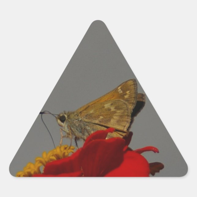 Pegatina Triangular Modos y zinnia roja (Anverso)