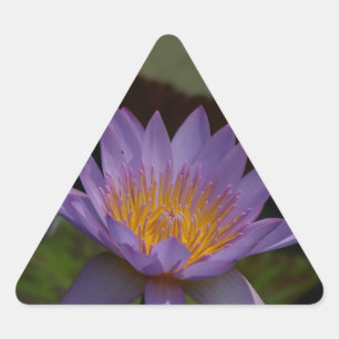 Pegatina Triangular Morple Lotus Waterlily