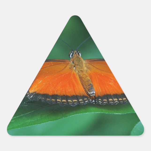 Pegatina Triangular Naranja brillante y mariposa negra en hoja (Anverso)