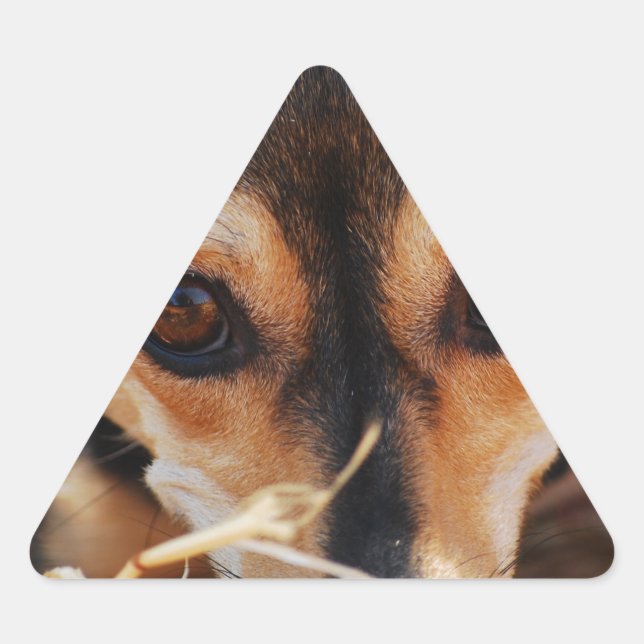 Pegatina Triangular Perro dulce tendido en heno (Anverso)