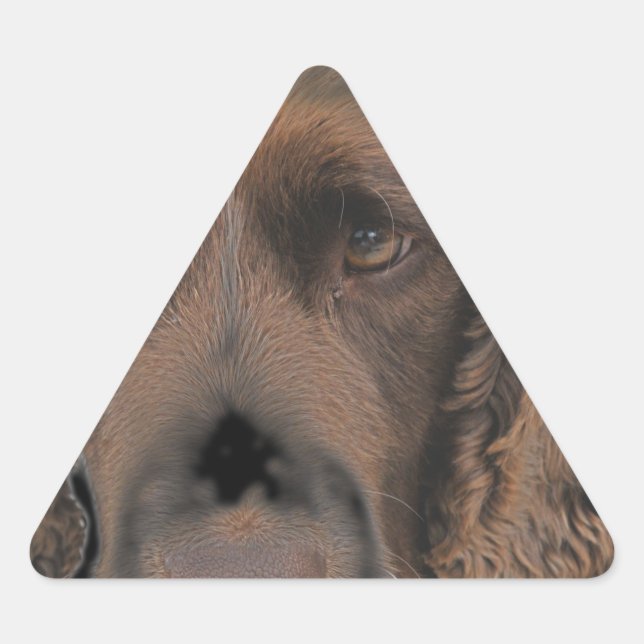 Pegatina Triangular Perros de Springer ingleses (Anverso)