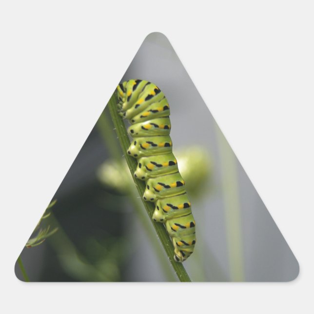 Pegatina Triangular Piedra de cola de cerda negra (parsleyworm) en Dil (Anverso)