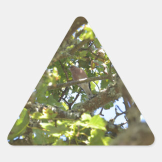 Pegatina Triangular Pinzón vulgar
