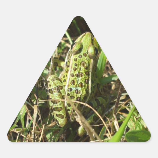 Pegatina Triangular Rana (Anverso)