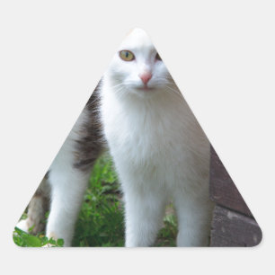 Pegatina Triangular Reproducción de gatos