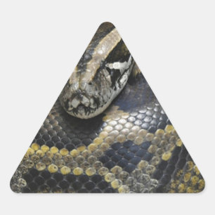 Pegatina Triangular "Royal Python"