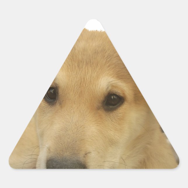Pegatina Triangular Sabiduría Dorada: Una mirada de perro a la escuela (Anverso)