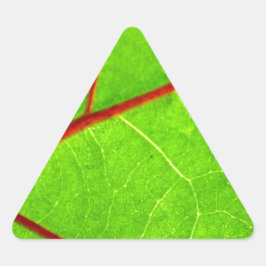 Pegatina Triangular Santo Tomás 1