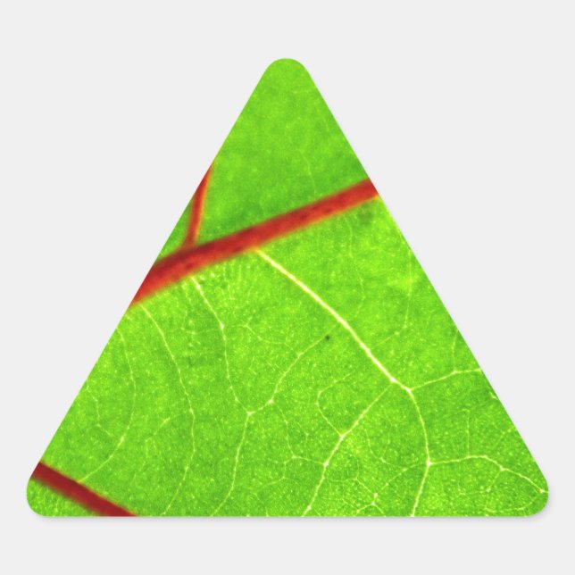 Pegatina Triangular Santo Tomás 1 (Anverso)