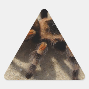 Pegatina Triangular Tarantula brachypelma rodilla roja venenosa