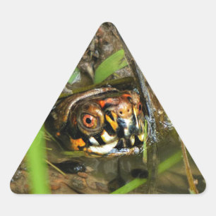 Pegatina Triangular Tortuga de caja y tadpoles